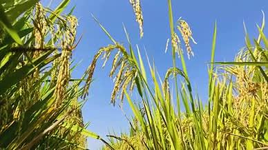 农业田野水稻逐渐成熟视频的预览图